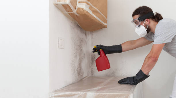 Professional Attic Mold Remediation technician working in Fulton, IL