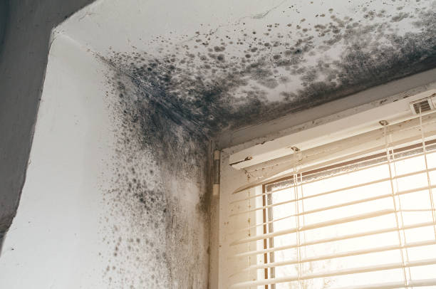 Affordable Attic Mold Remediation solutions in Fulton, IL