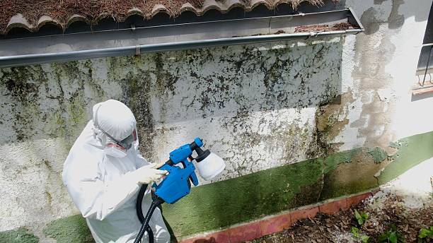 Top rated local Attic Mold Remediation specialists in Fulton, IL